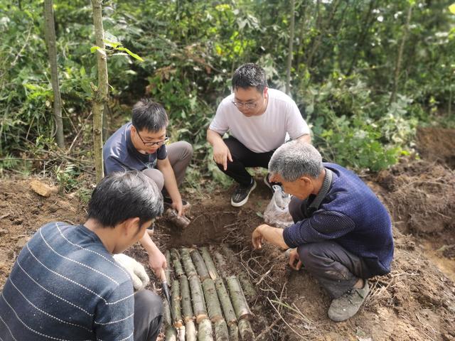 百里杜鹃管理区：党建引领绿色经济兴林富民（百里杜鹃管理区党工委）