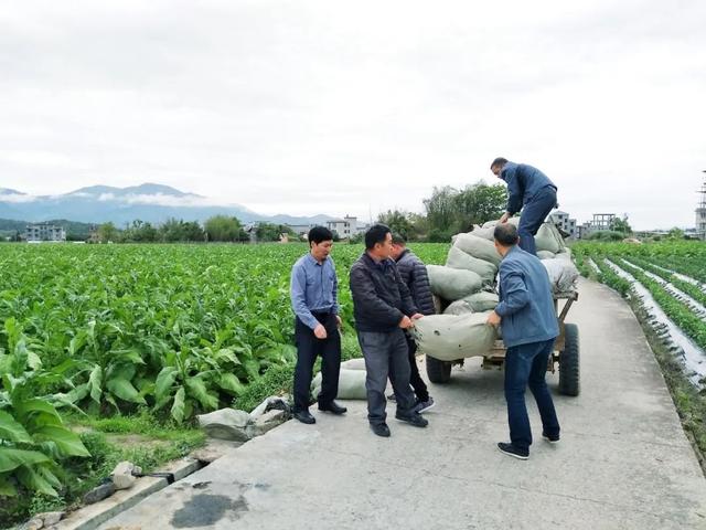 红领行动｜龙岩市烟草专卖局（公司）： “红星”引领“金叶”做强做优做大