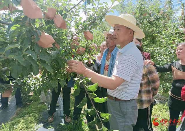 泾川：多措并举助推果园提质增效（果园提质增效措施）