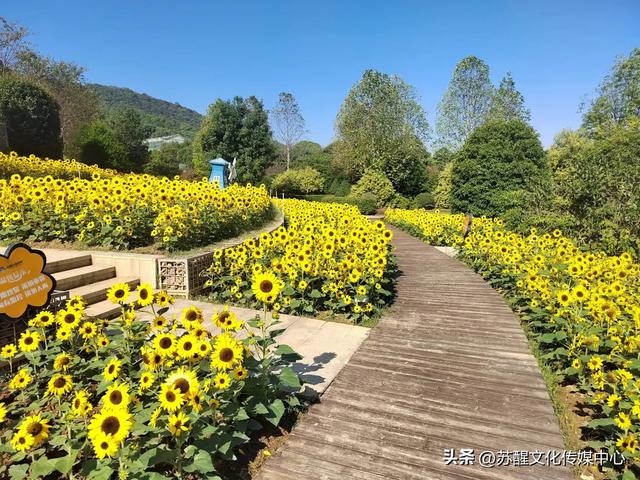 魅力龙山，踏平坎坷成大道！（美丽龙山歌曲）