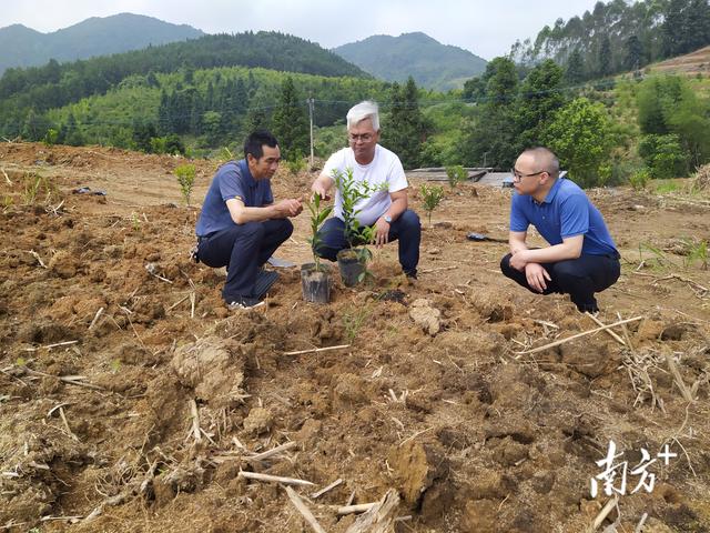 阳山县杨梅镇：党建引领促振兴，高质量发展成效初显（党建引领乡村振兴示范镇）