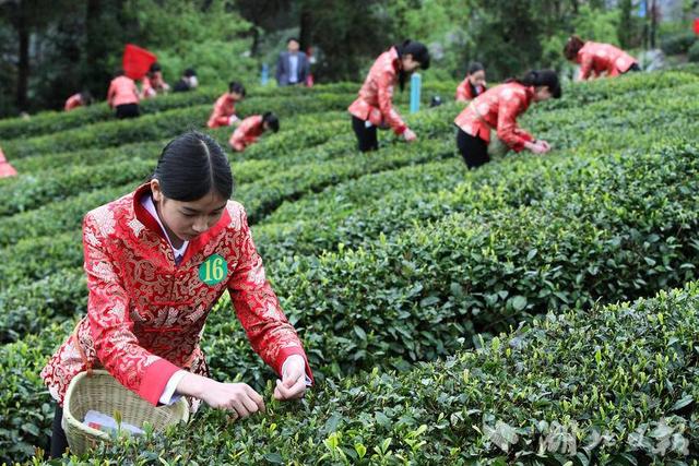 竹溪：黨建強鏈讓茶葉變“茶業”