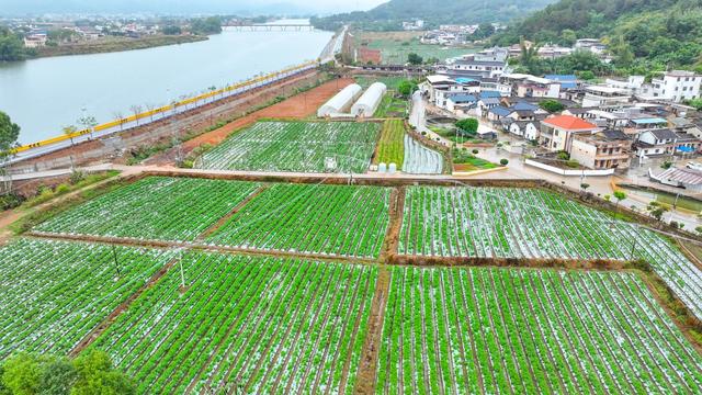 陣地活、隊伍強、服務好……蕉嶺以高質量黨建打造高質量發展標桿