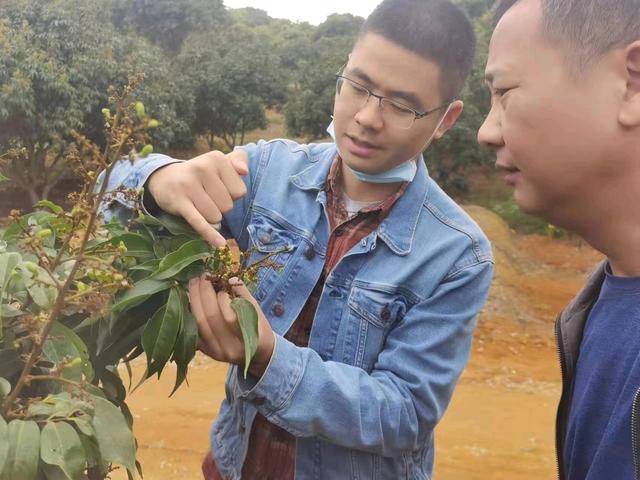 黨旗一線飄 美荔別樣紅！霞洞鎮“紅色黨建”助推荔枝產業新發展