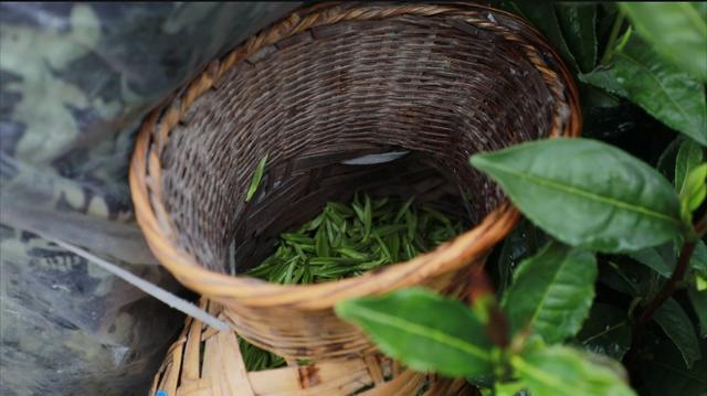 貴州雷山：16萬畝春茶開采 綠芽繪就幸福鄉村（貴州雷山茶葉簡介）