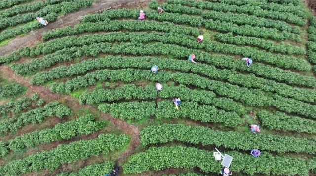 貴州雷山：16萬畝春茶開采 綠芽繪就幸福鄉村（貴州雷山茶葉簡介）