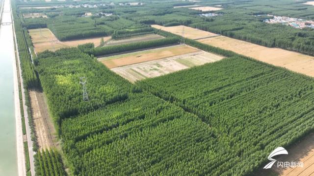 齊河：中草藥種植為“林下經濟”添活力 黨建引領促發展（打造中藥材種植基地）