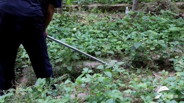 齊河：中草藥種植為“林下經濟”添活力 黨建引領促發展（打造中藥材種植基地）