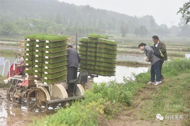 稻田咋飄出酸味？句容推廣“戴莊經驗”之后……（稻田味道）