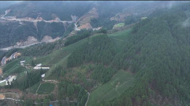 貴州雷山：16萬畝春茶開采 綠芽繪就幸福鄉村（貴州雷山茶葉簡介）