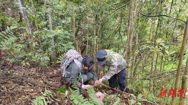 南山国家公园中亚热带常绿阔叶林大型固定样地科研项目落户黄桑