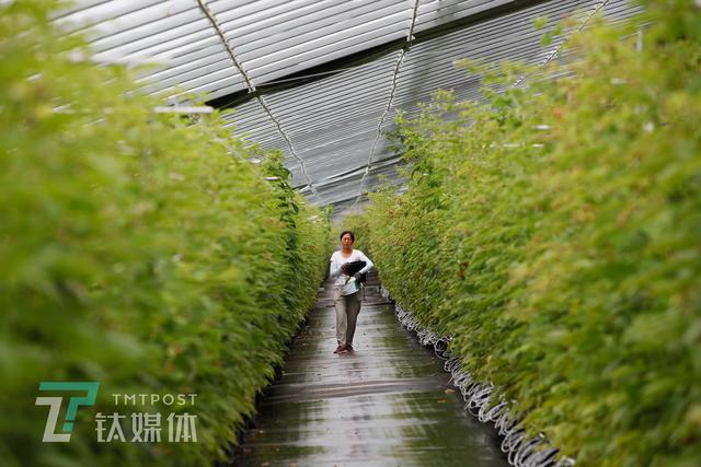 从荷兰回到张家口种树莓，他想用AI无人种植改变中国农业 - 钛媒体影像《在线》